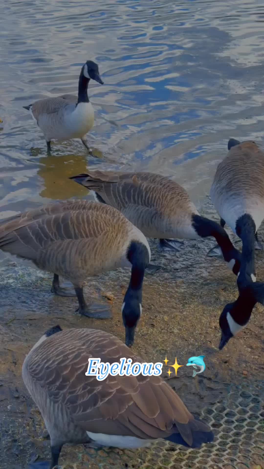 @𝓔𝔂𝓮𝓵𝓸𝓲𝓾𝓼✨🐬