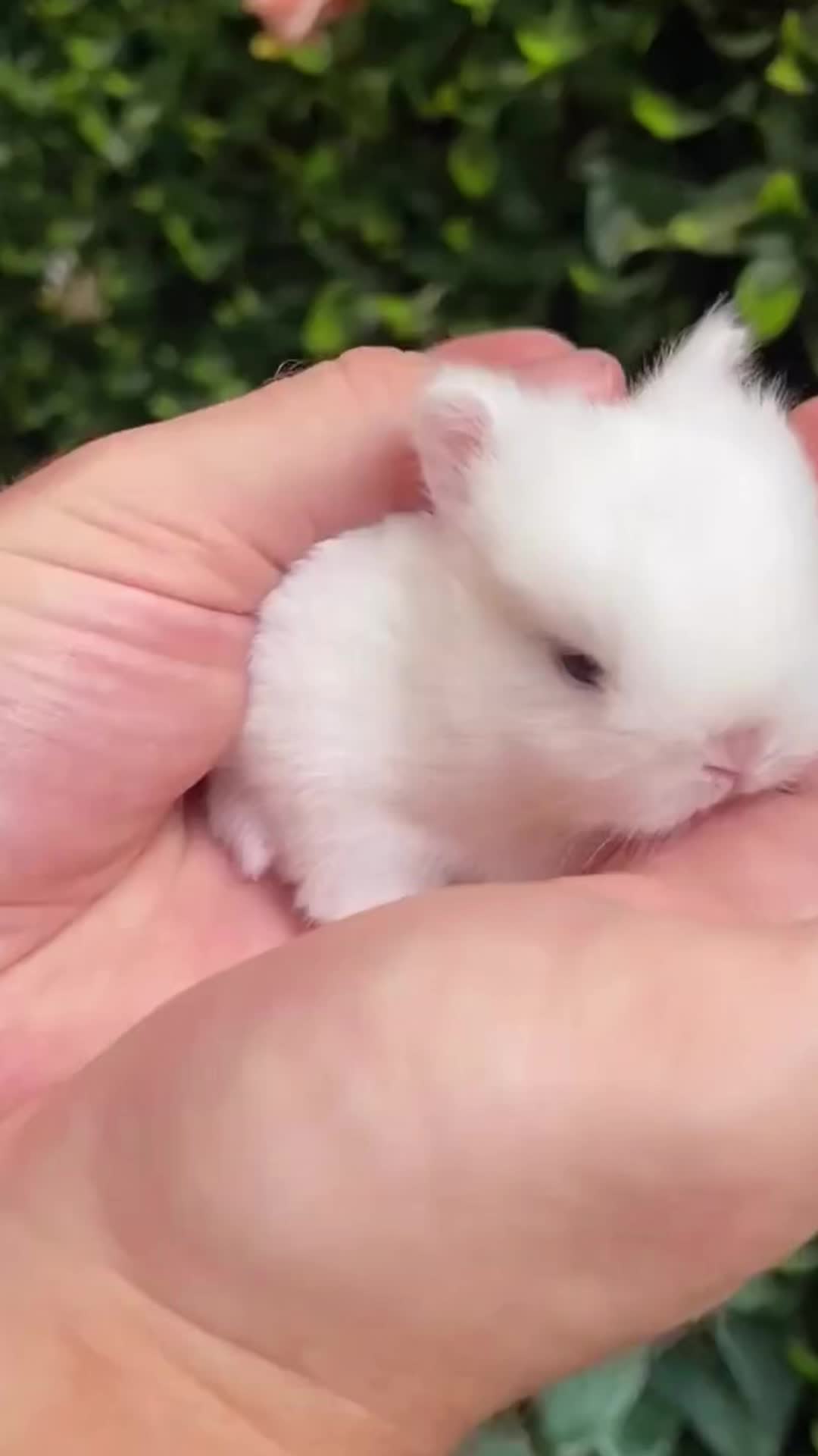 @RabbitBall