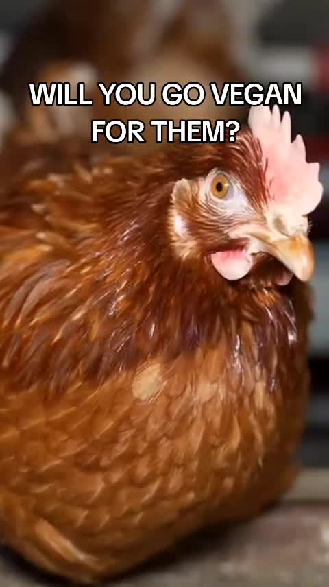 @veganssave