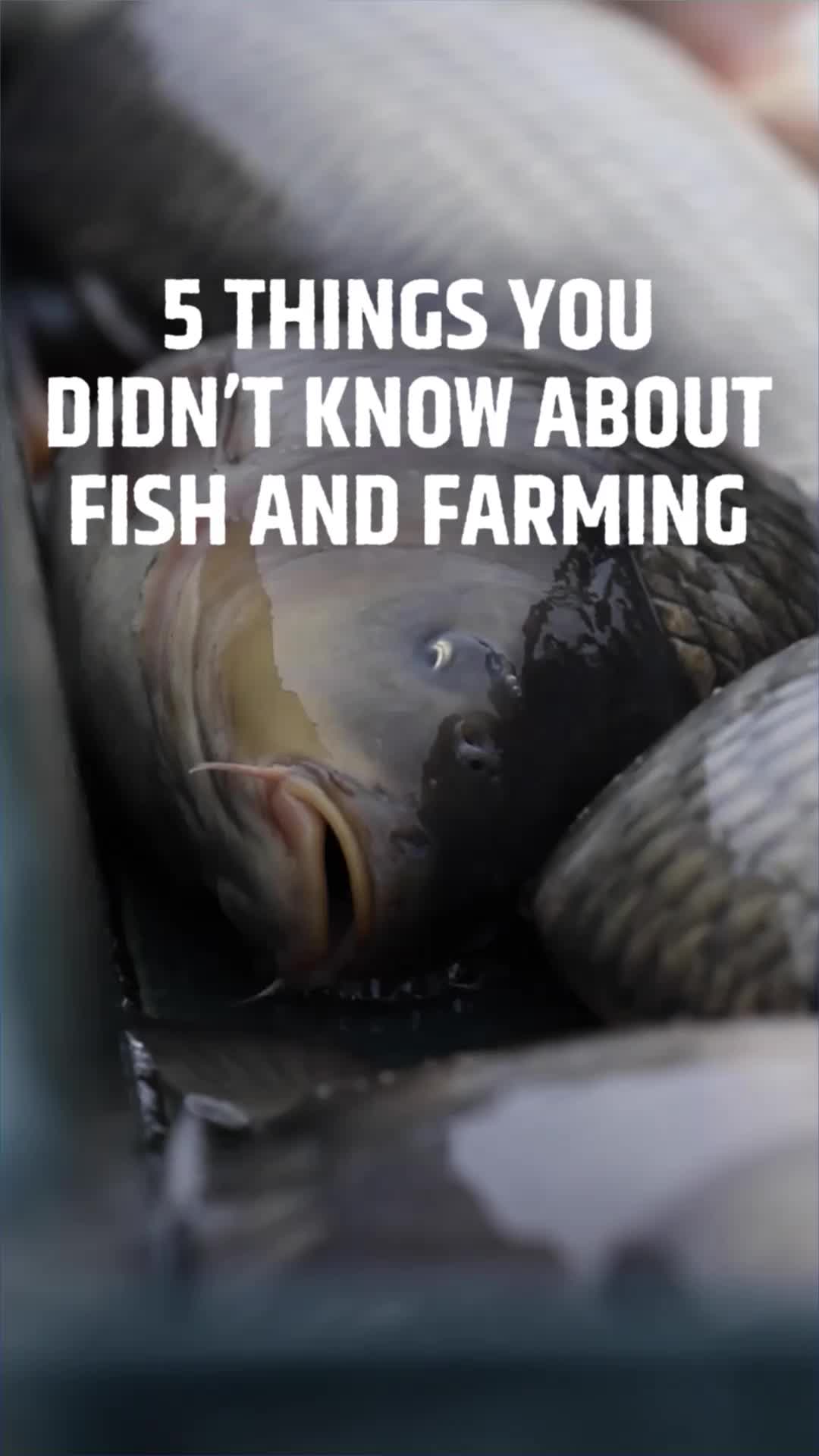 @Compassion in World Farming UK