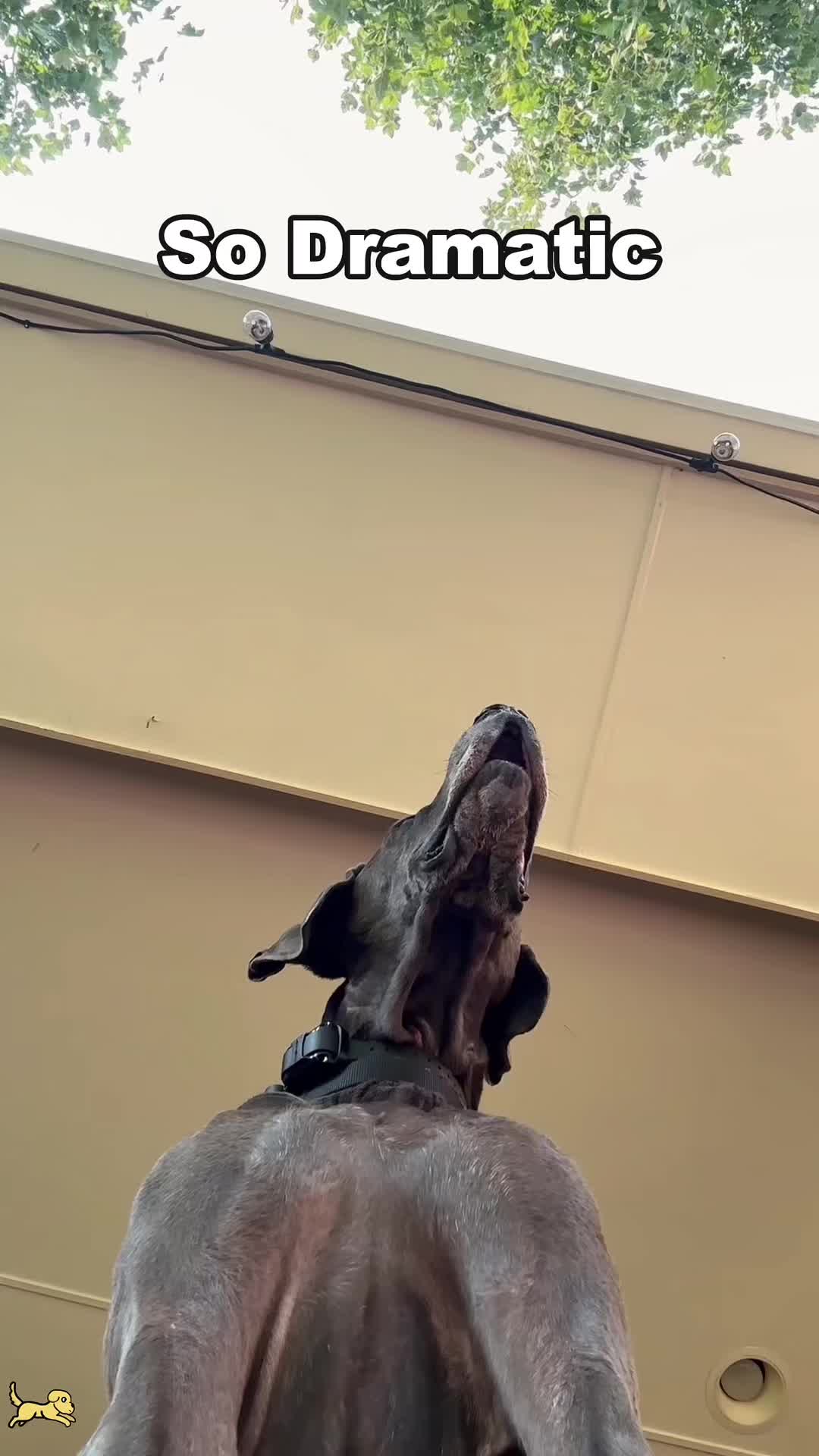 @SneakyFails