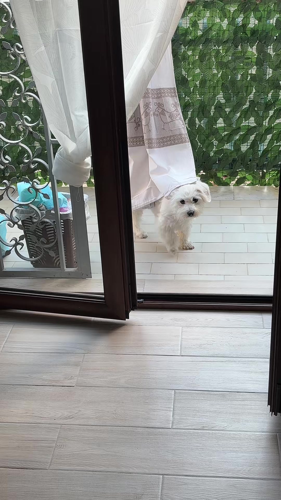 @Fefè🐺