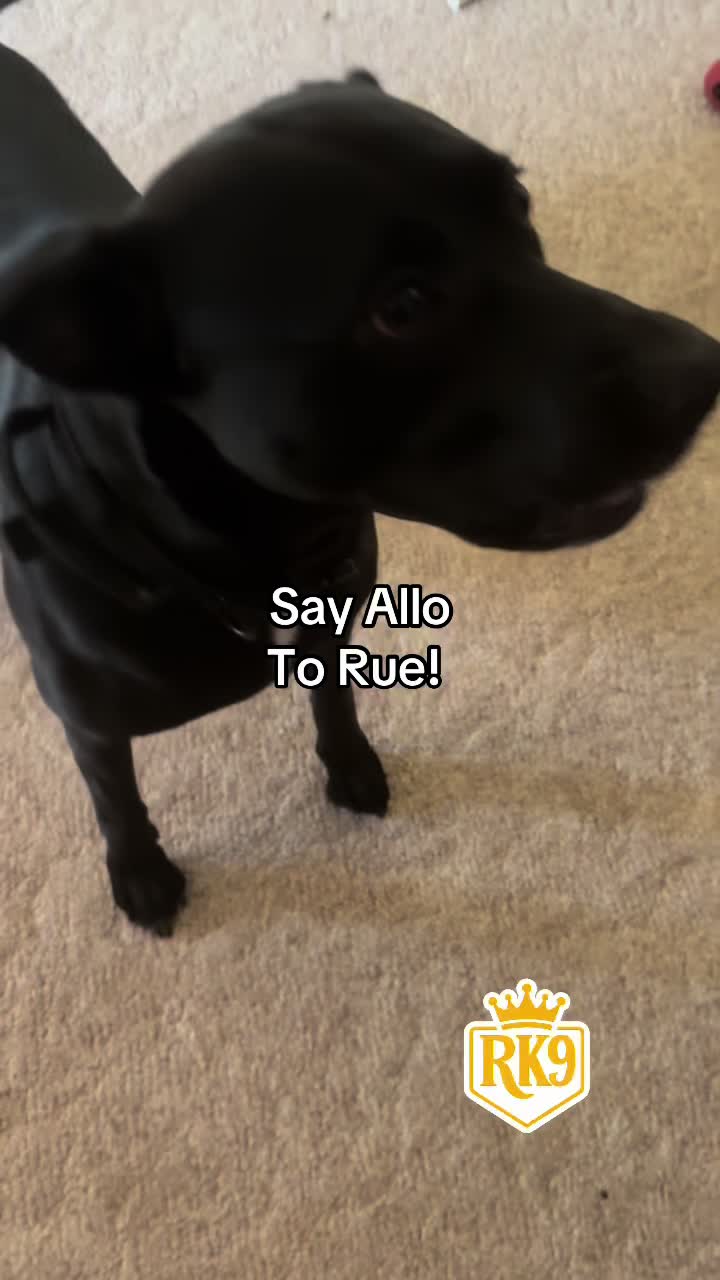 @RighteousK9