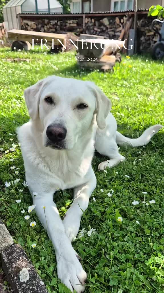 @Nicole🙋🏼♀️ mit 🐕Cora🐾🩷