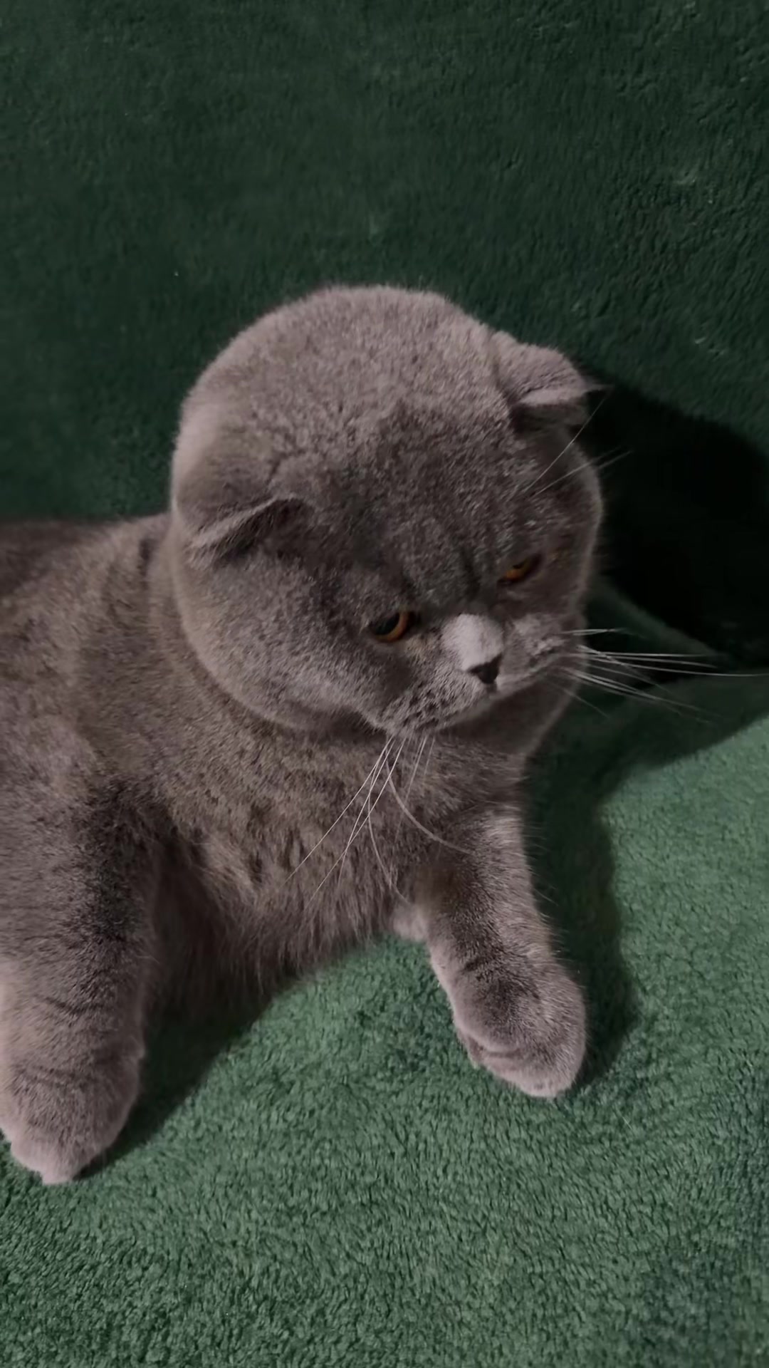 @BOBI🐈⬛