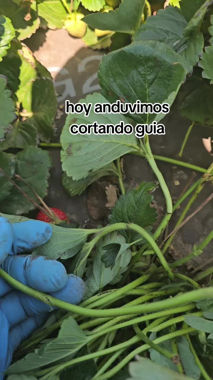 @🇲🇽🐦&zwj;⬛🪺VASQUEZ🚚🌪💎