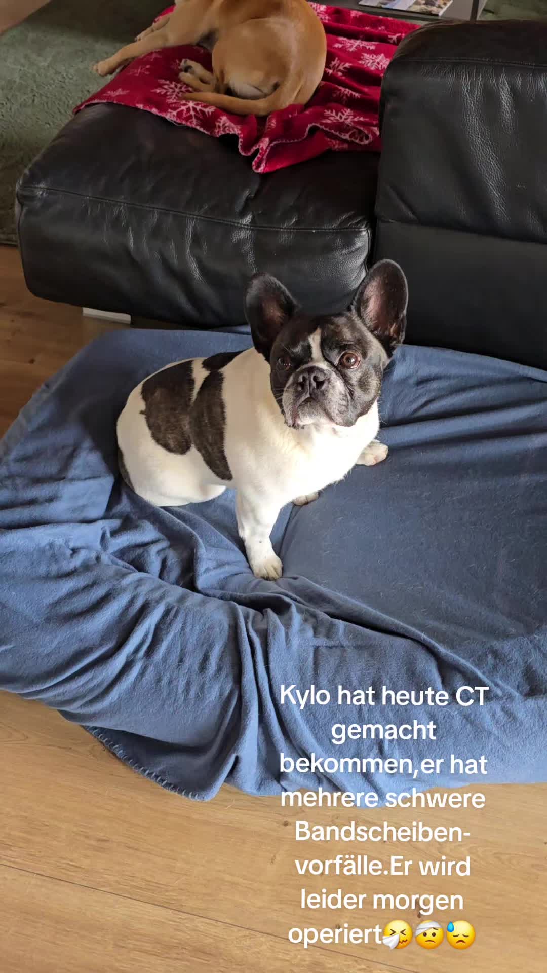@Kylo und Samy 💙💙🐶🐕🍀🍀