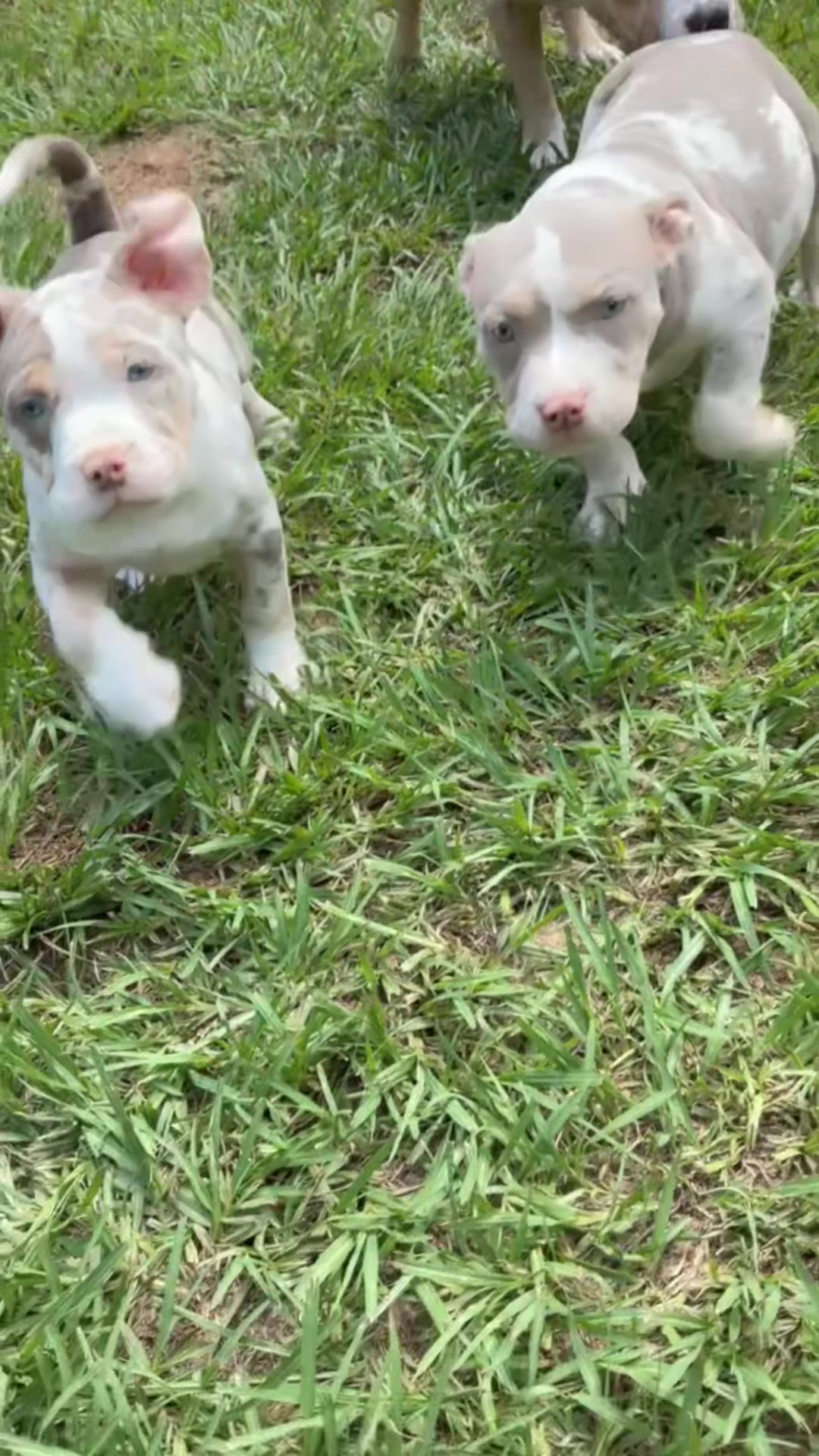 @gardnerkennel08