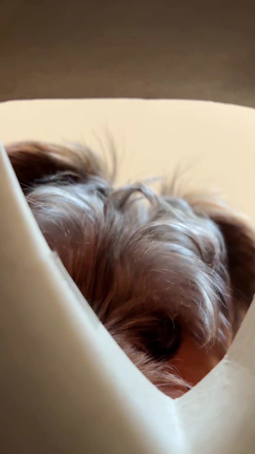 @Benjie the Yorkie