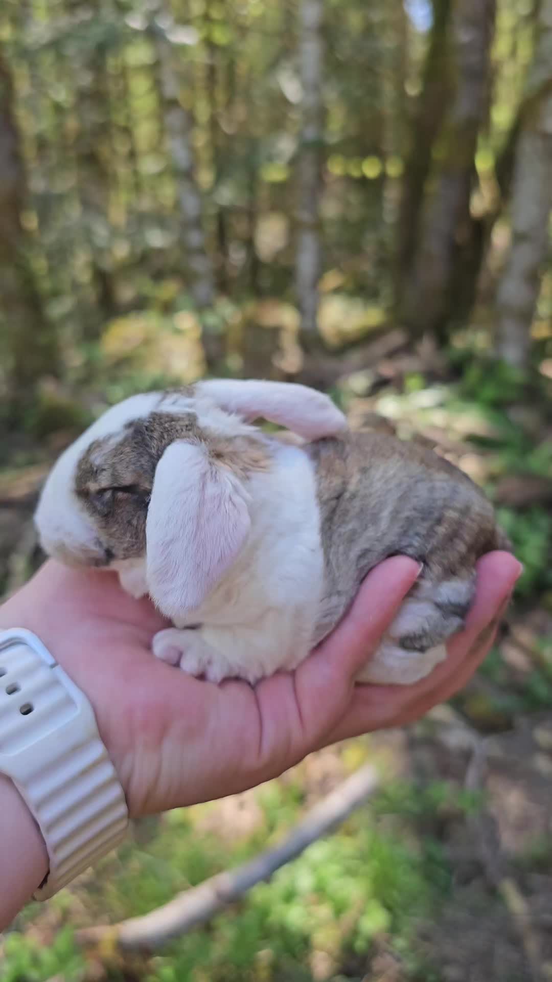 @Darling Rabbitry