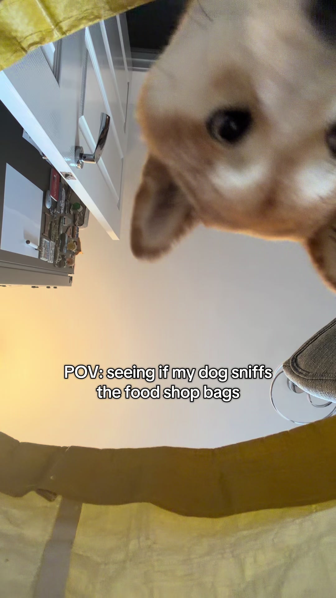 @Kenzo the Shiba