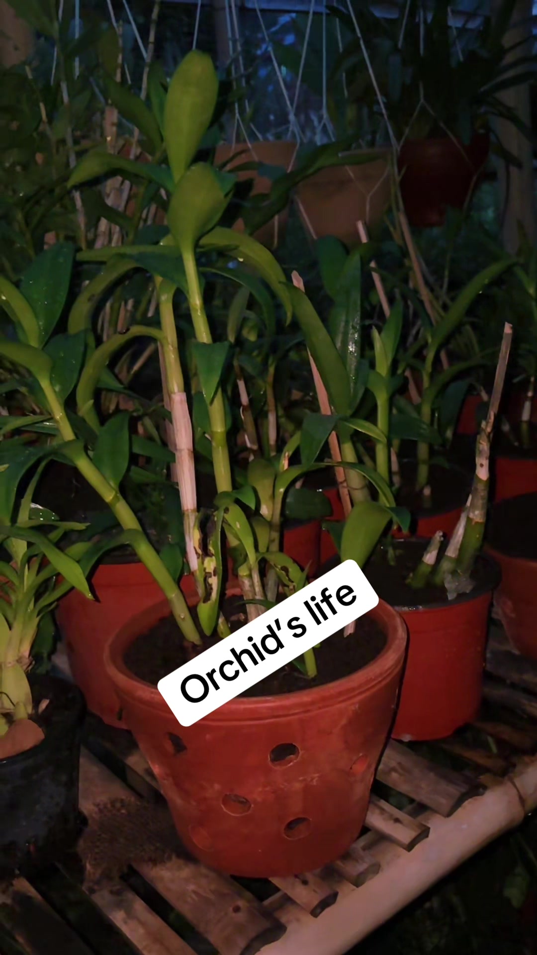 @Nirvan Nursery