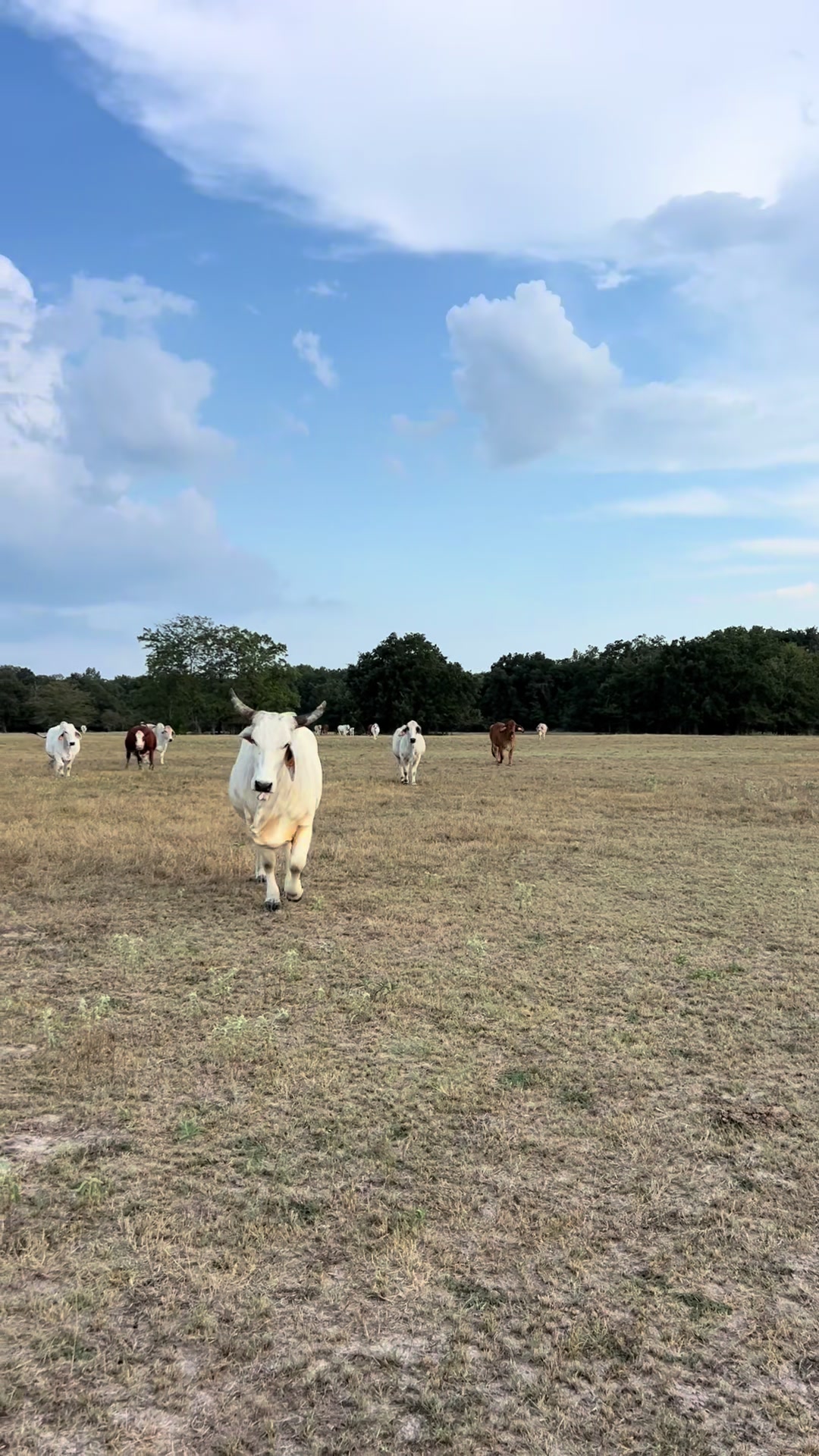 @The V6 Ranch