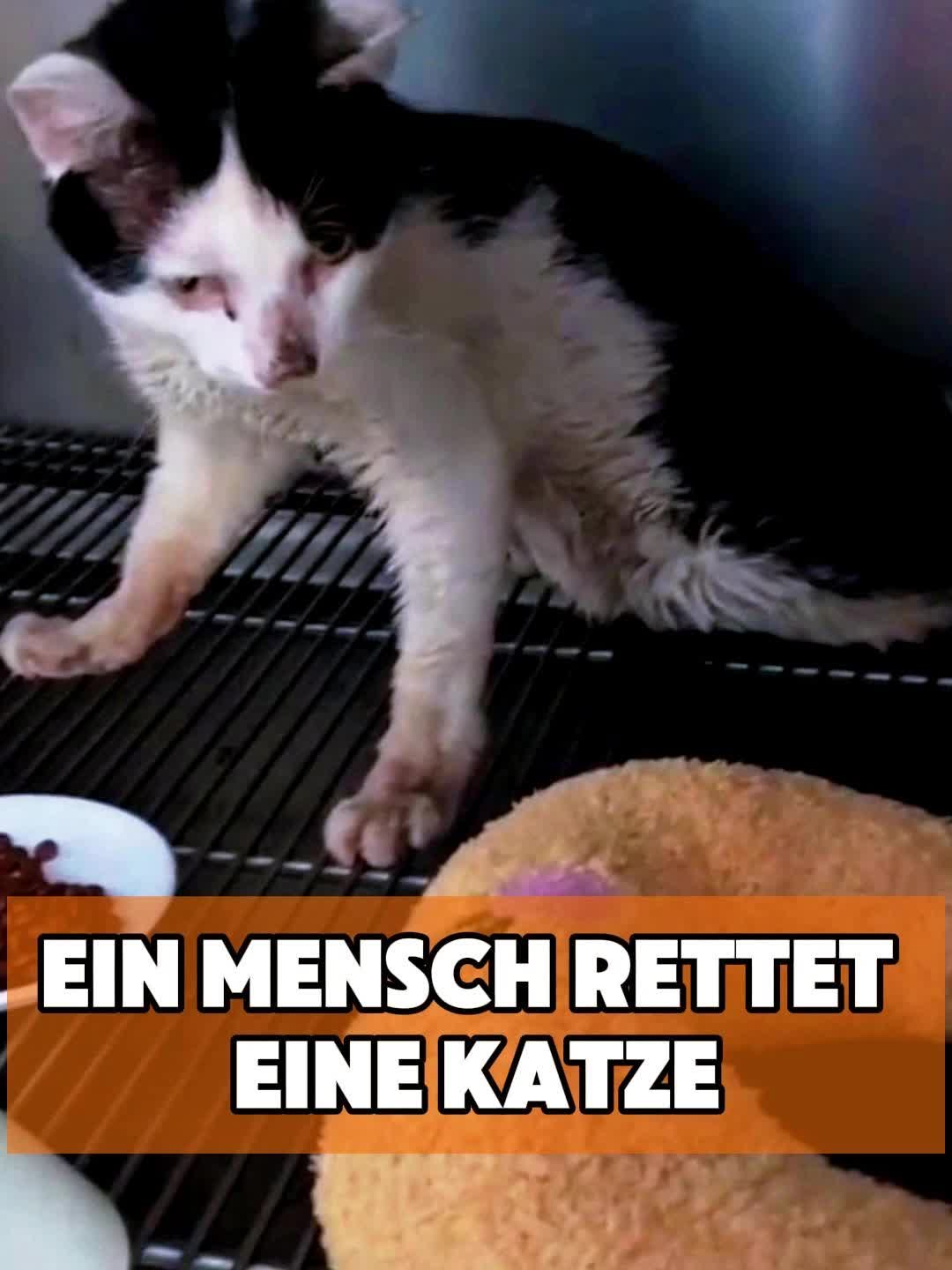 @toto_tier