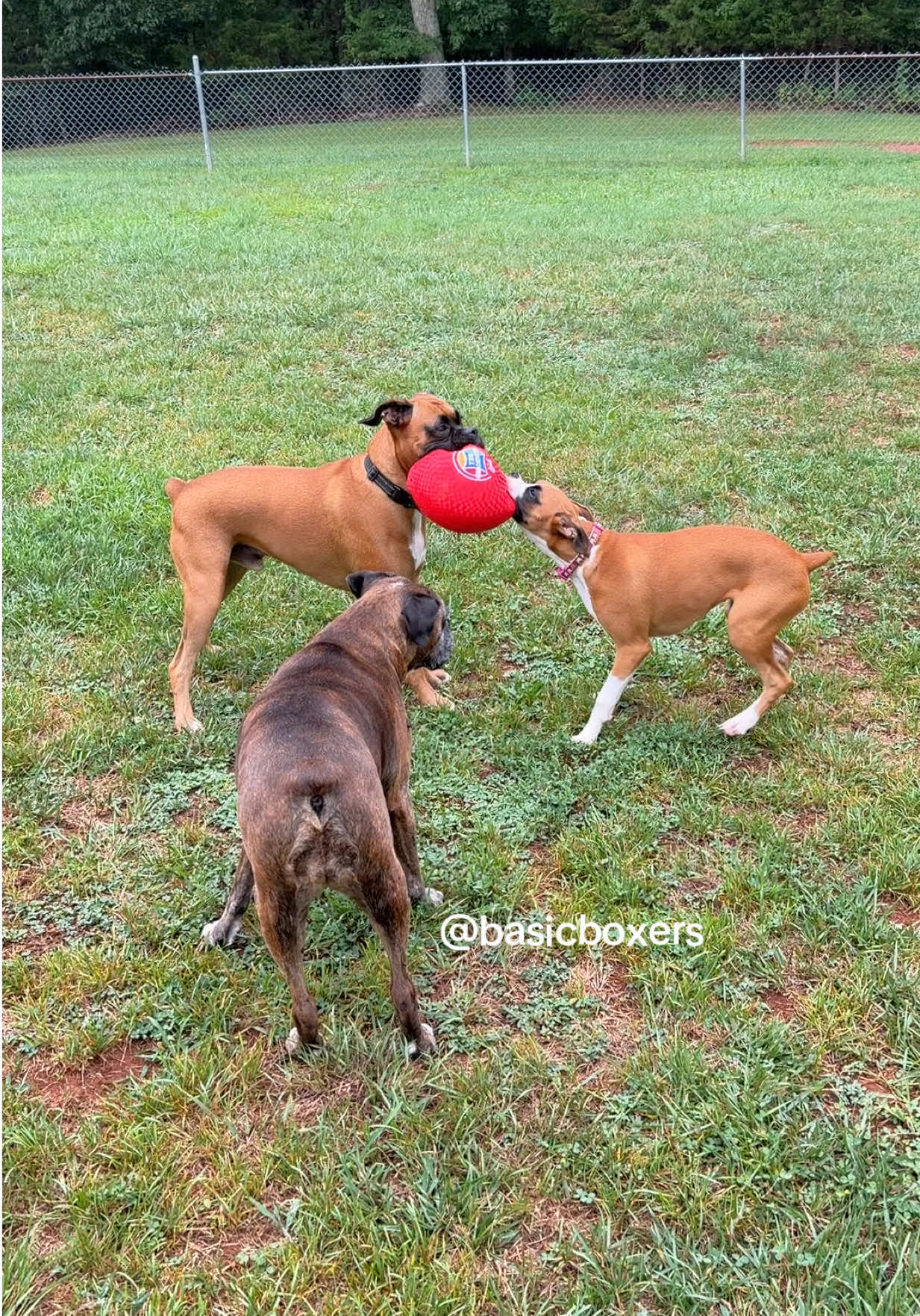 @basicboxers