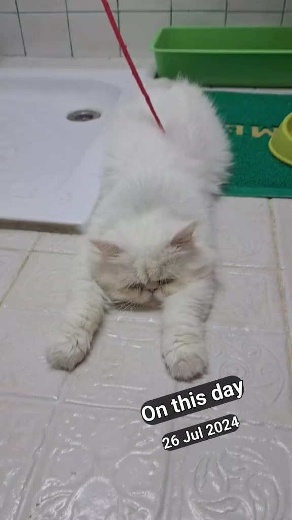 @Cat lover