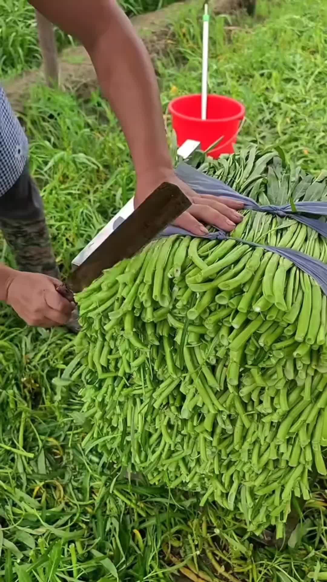 @ayaz🇦🇫Nangarhari