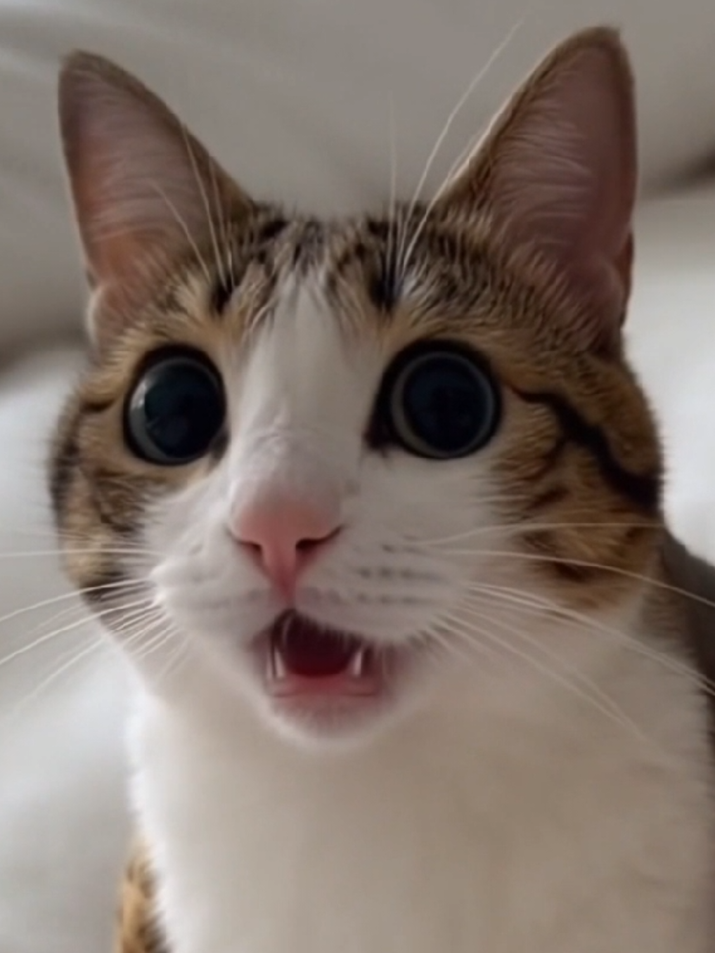 @TheRealMeowl