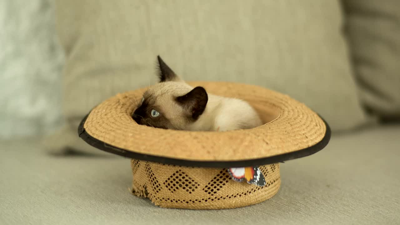 @CutekittenClub