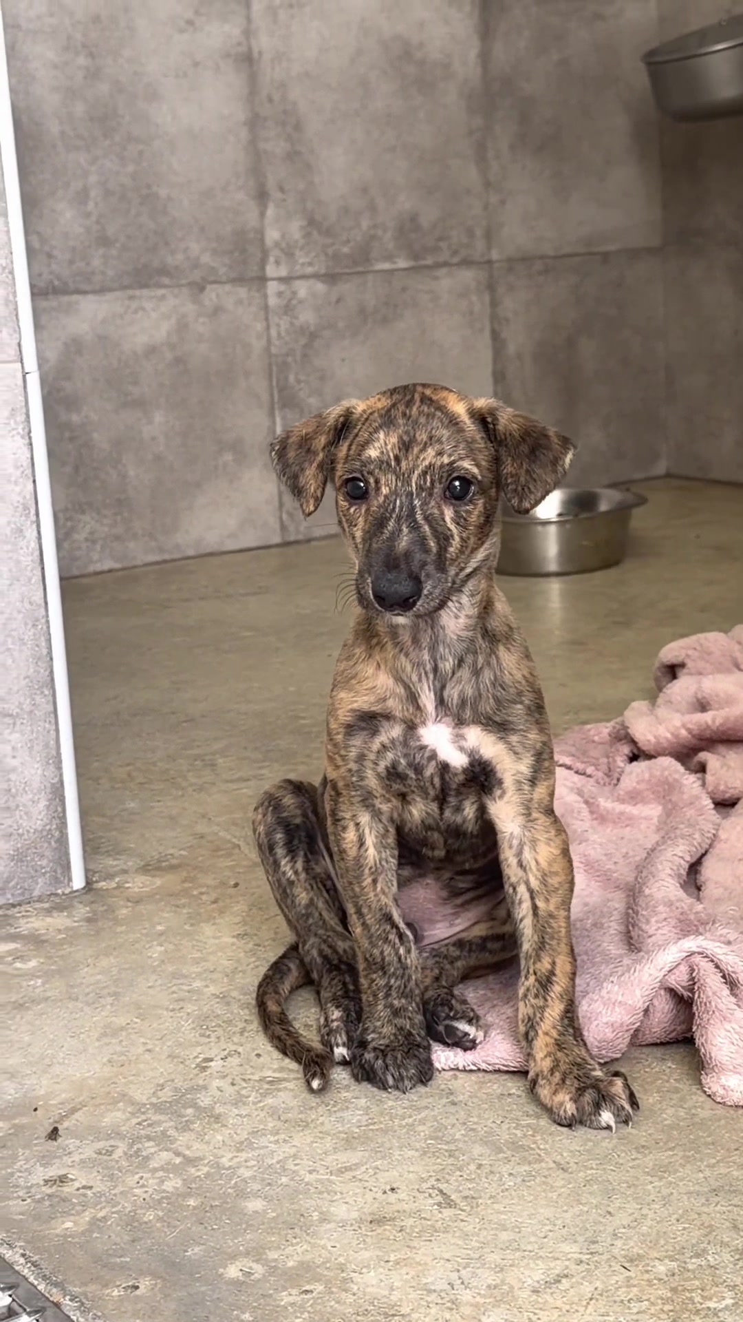 @Galgos del Sol