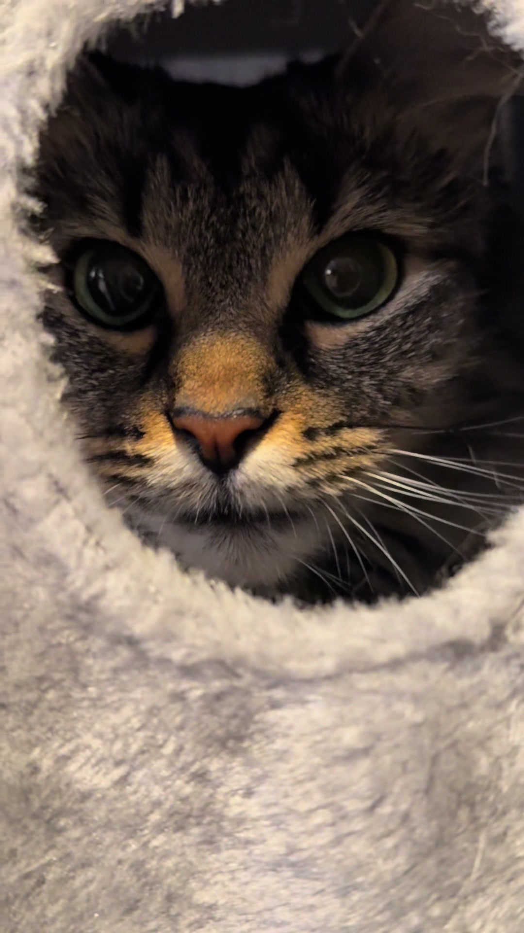 @RoxySnowballCatDrama