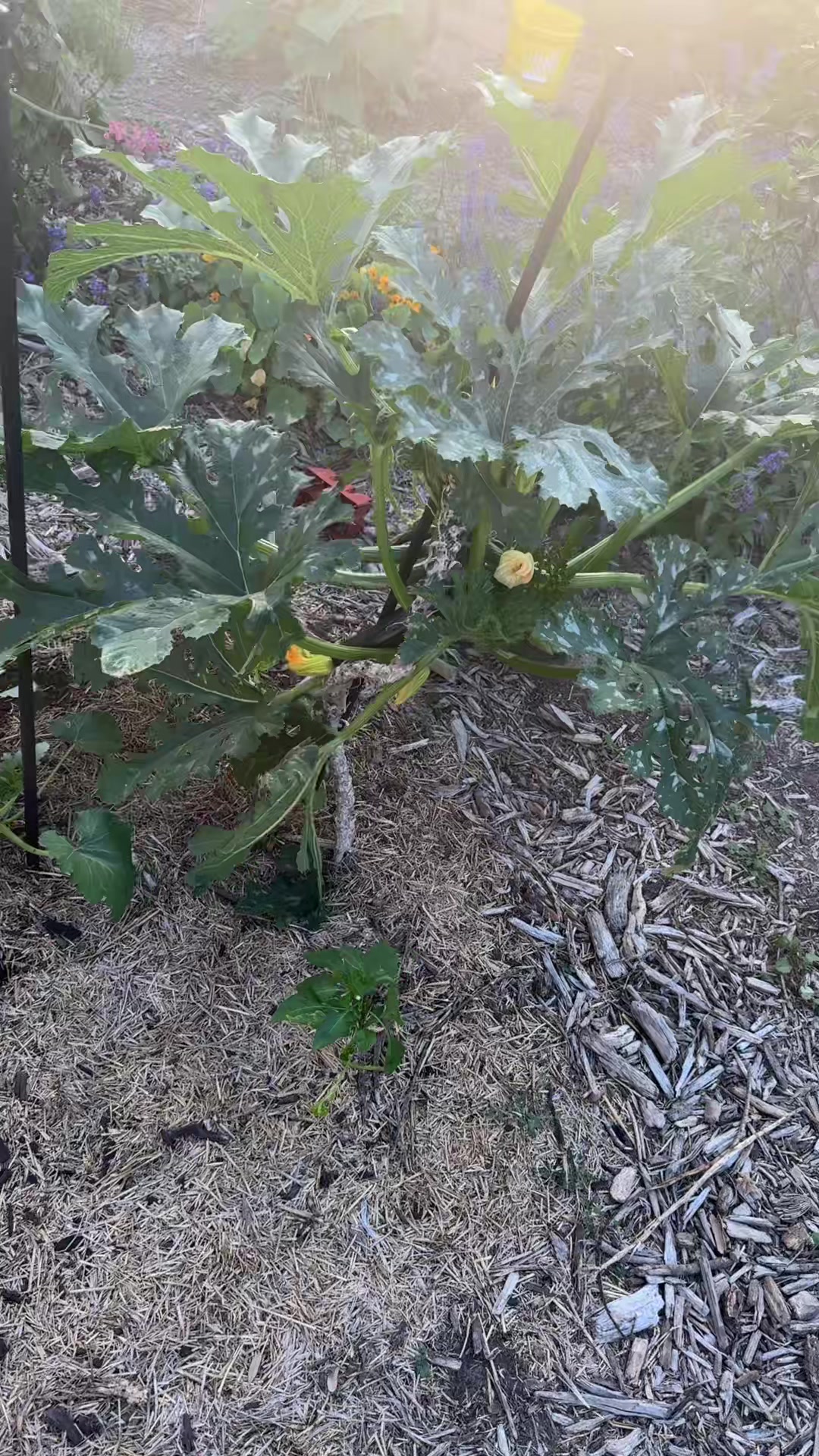 @themagicvalleygardener