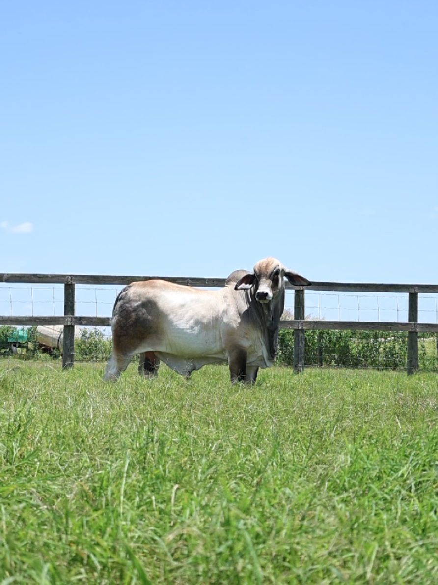 @England Cattle Co.