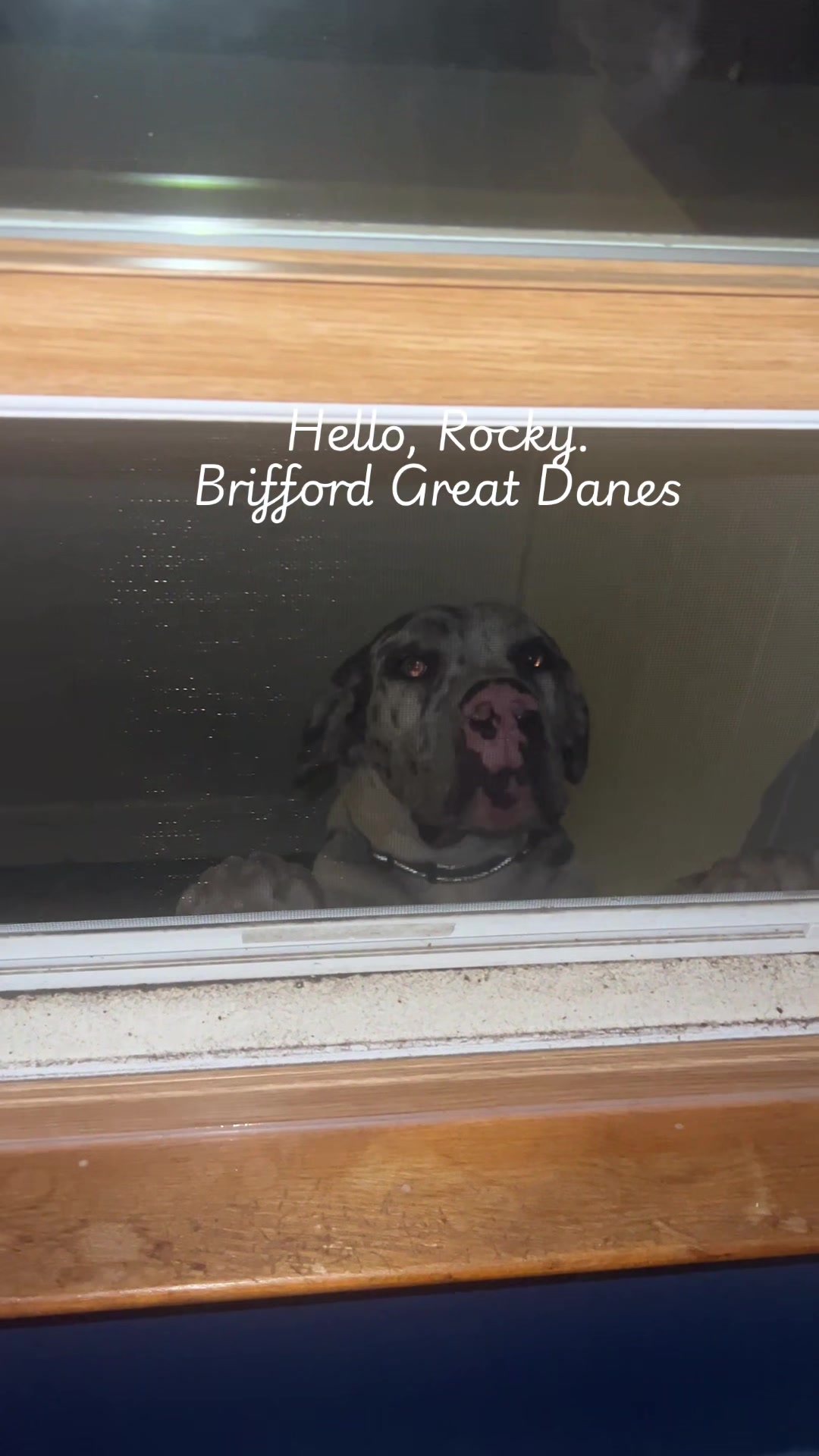 @Brifford Great Danes .com