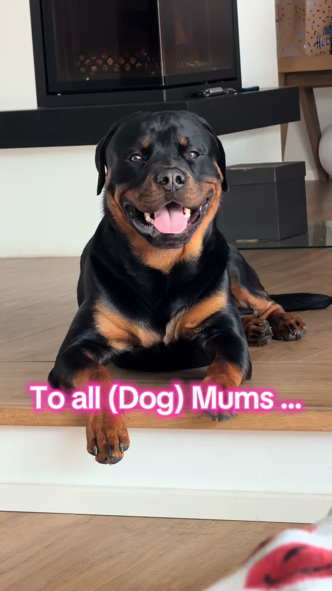 @JAGGER - the German Rottweiler