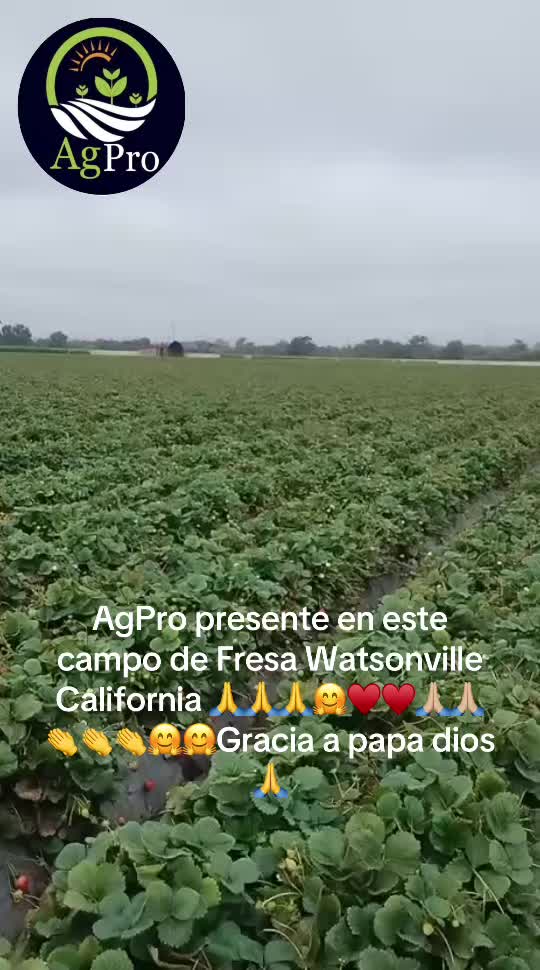 @Piedad Ayala