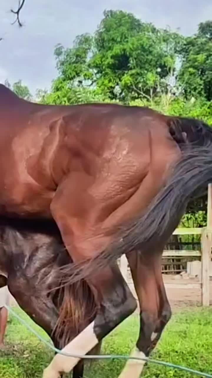 @horsebreeder
