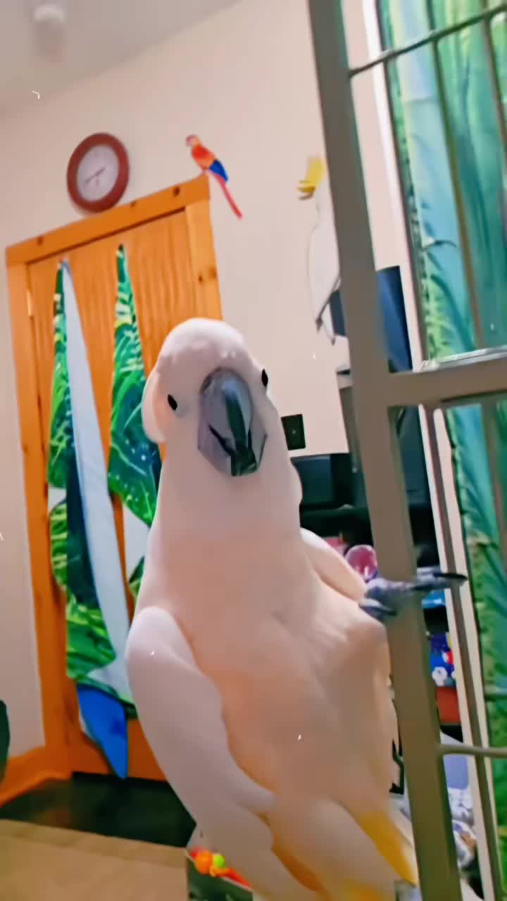 @Cute little pet 💕