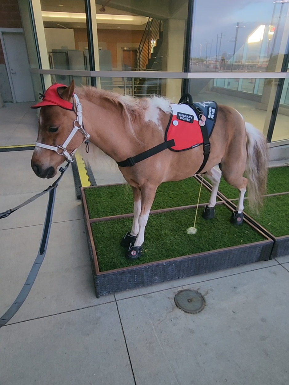 @minihorsemomandtrainer🐴🐴🐴🐴