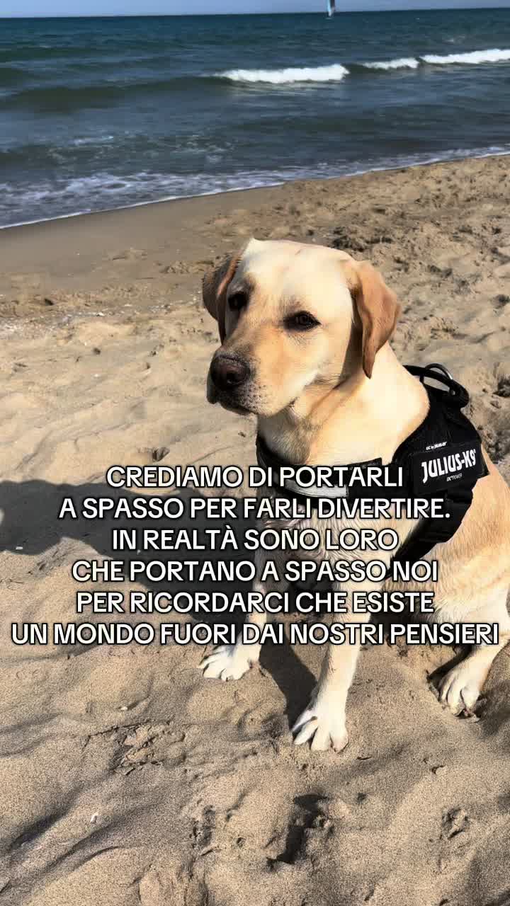 @ALMA_labradorRetriever