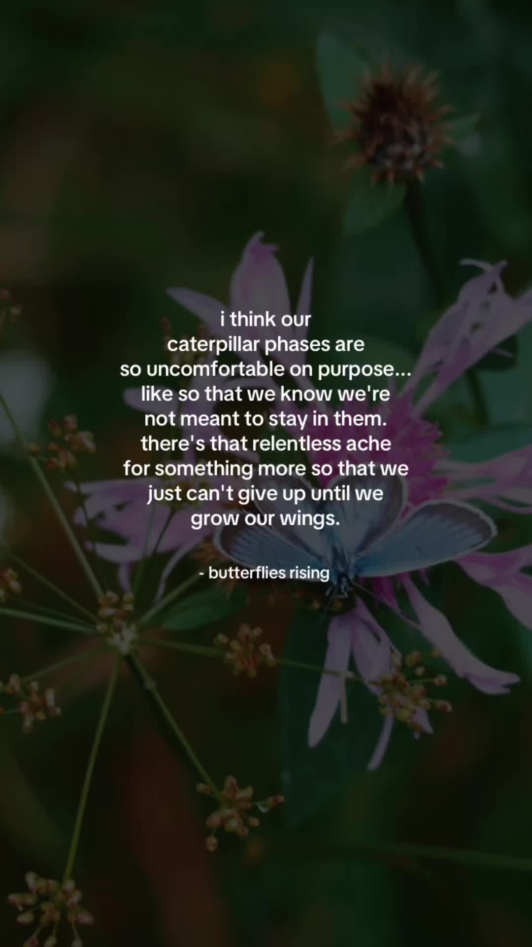 @butterflies rising
