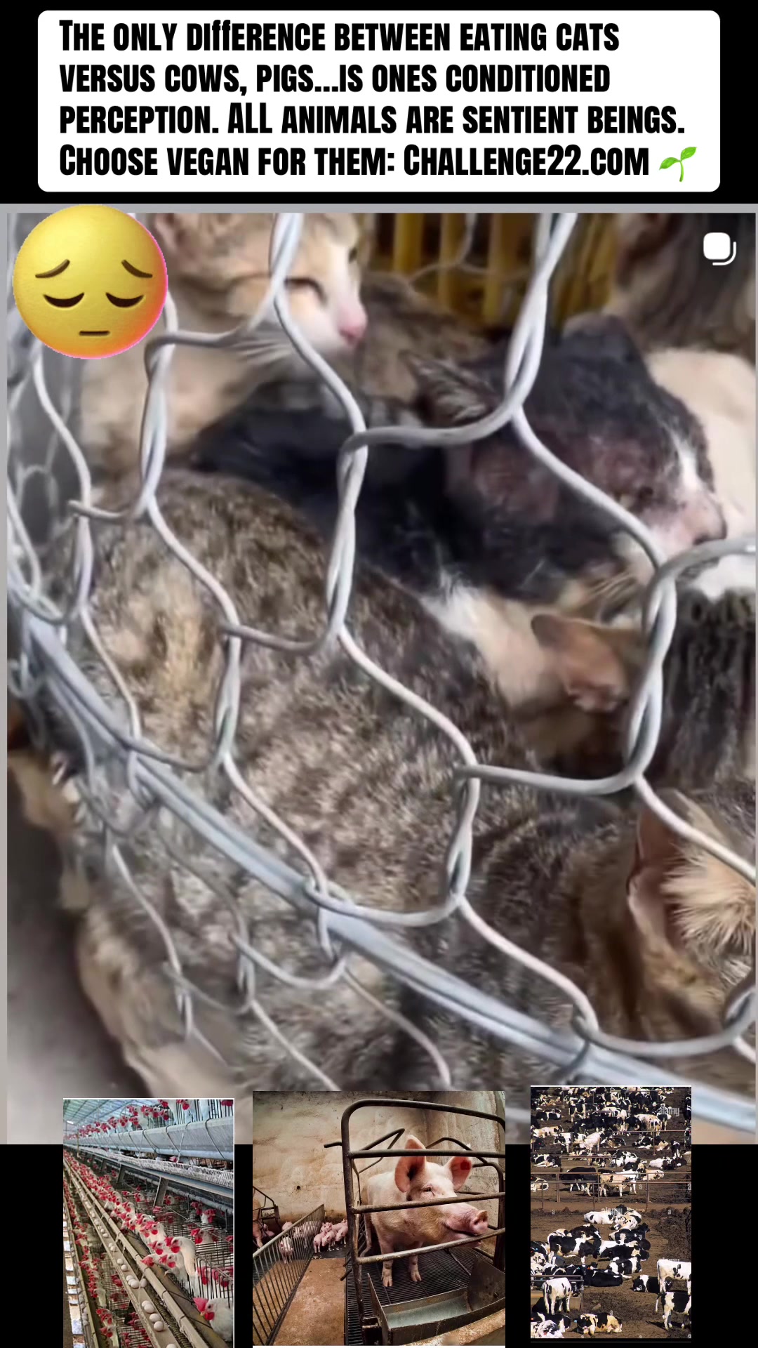 @I Love Animals 💚🌱✌️