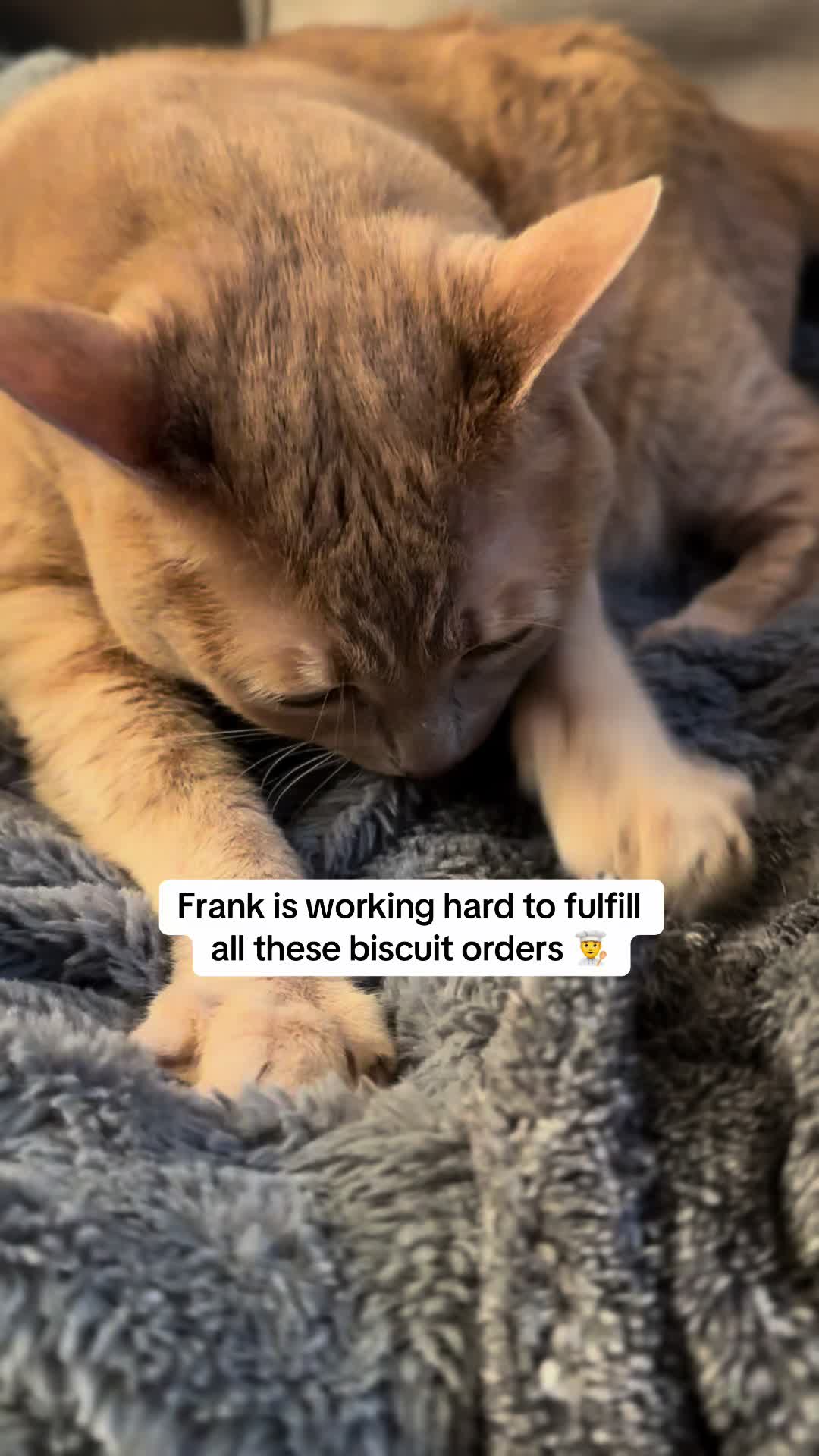@Frank & Bean