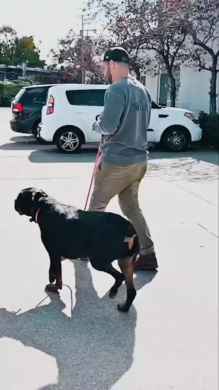 @Miracle K9 Training