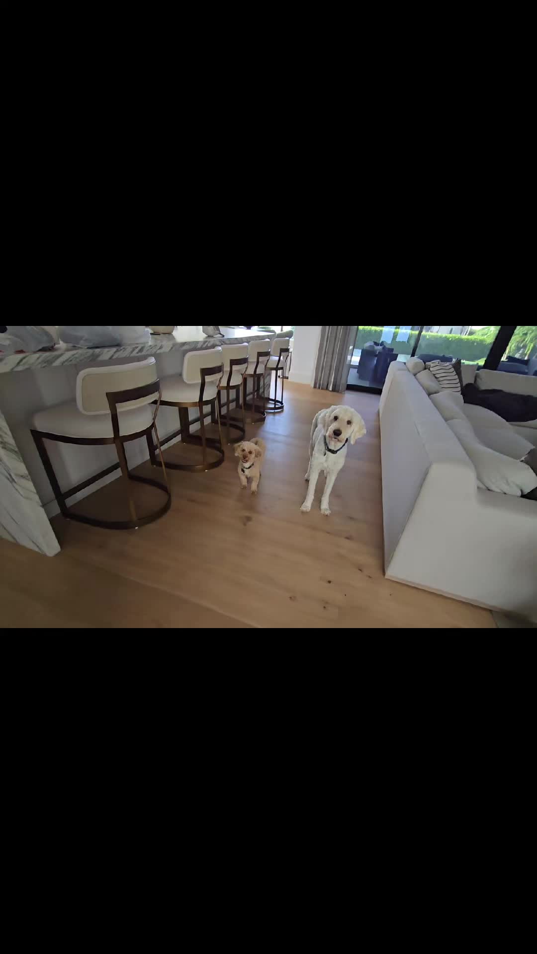 @SkkyDogWalker