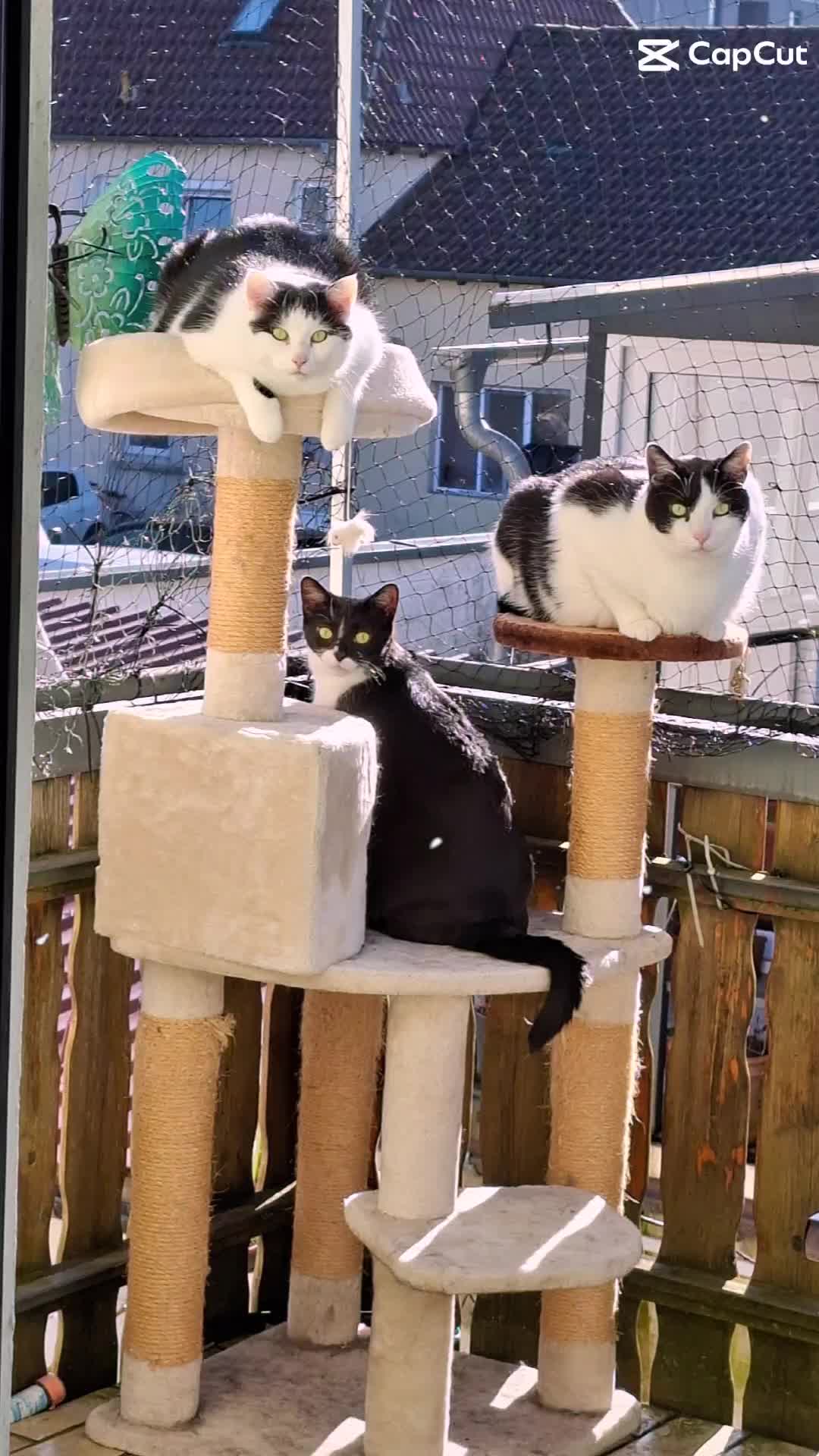 @Melanie Burg katzenstein😻😺😽