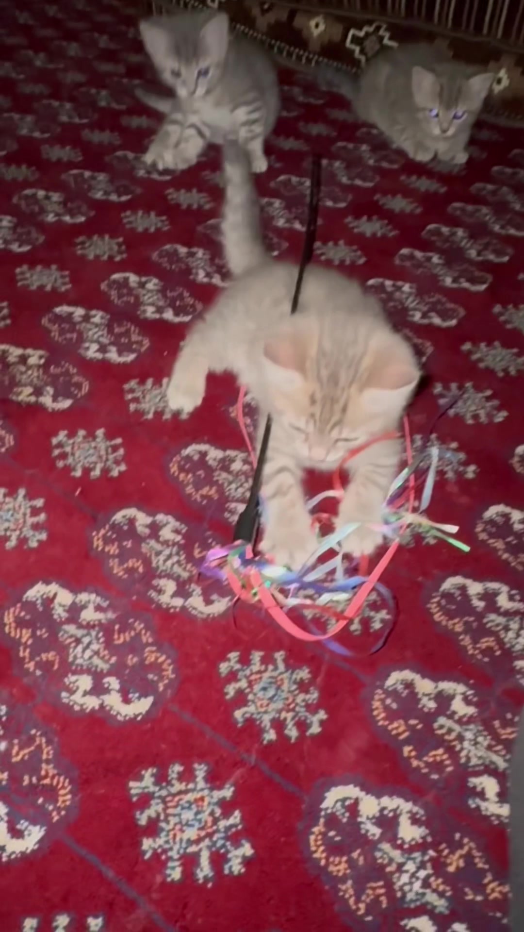 @katze