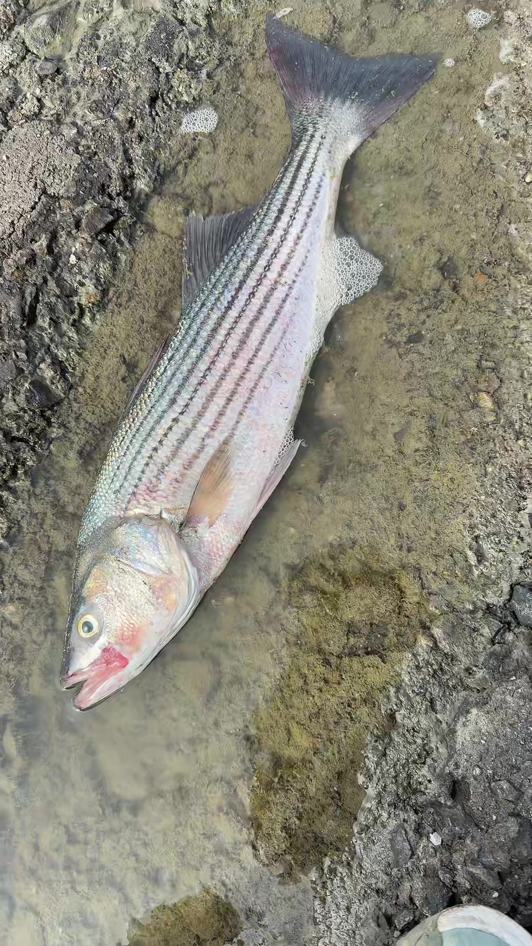 @Justfishnn510