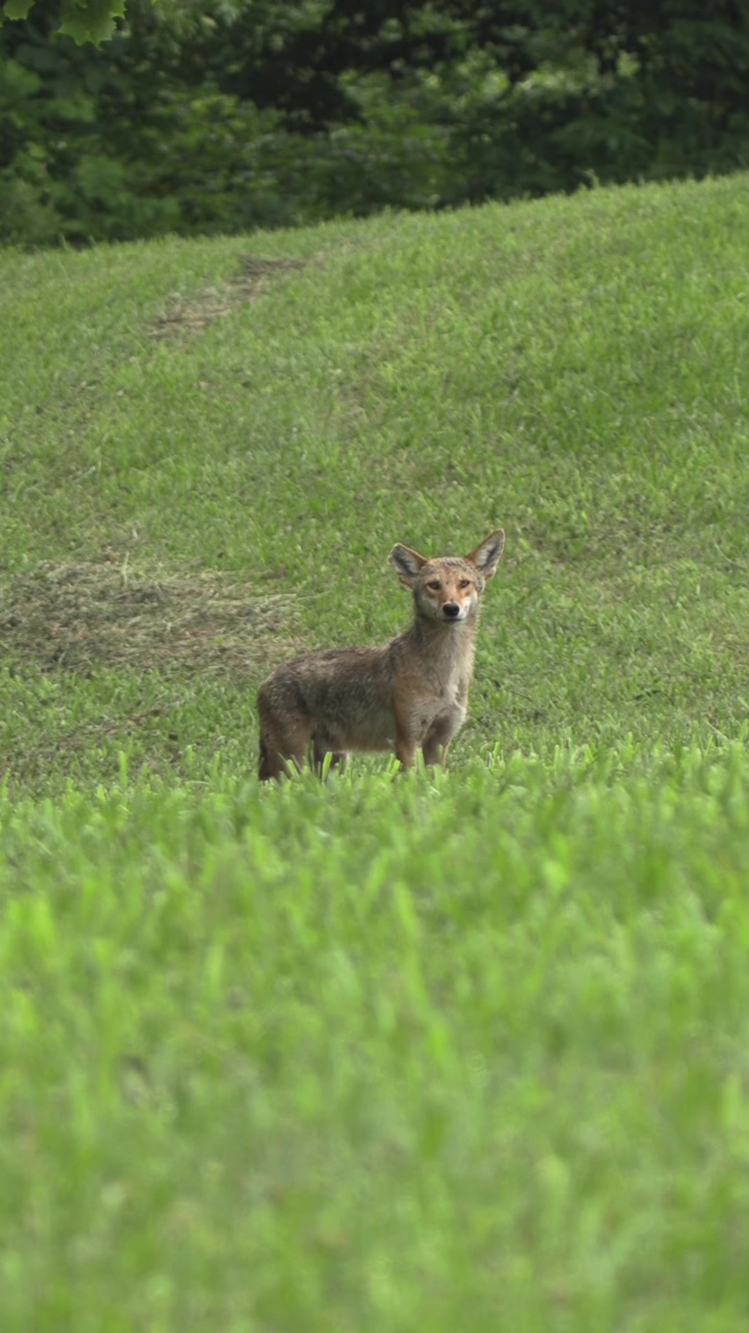 @FOXPRO Game Calls
