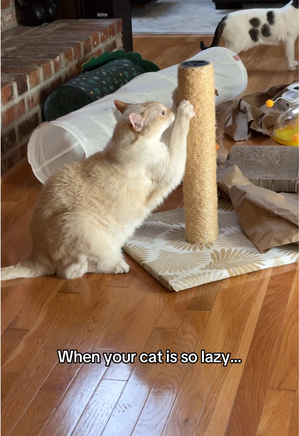 @Angel the Cat Mom