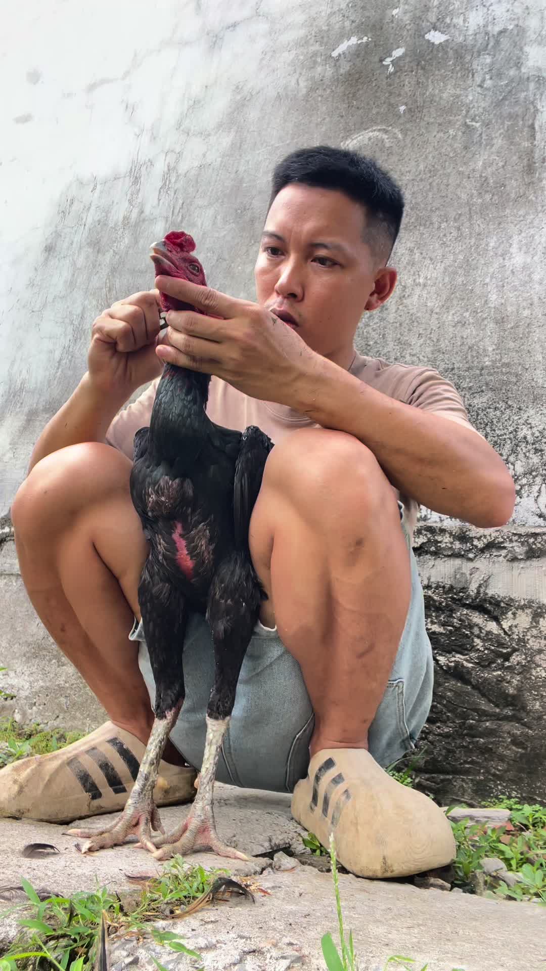 @Thuần G&agrave; Chọi