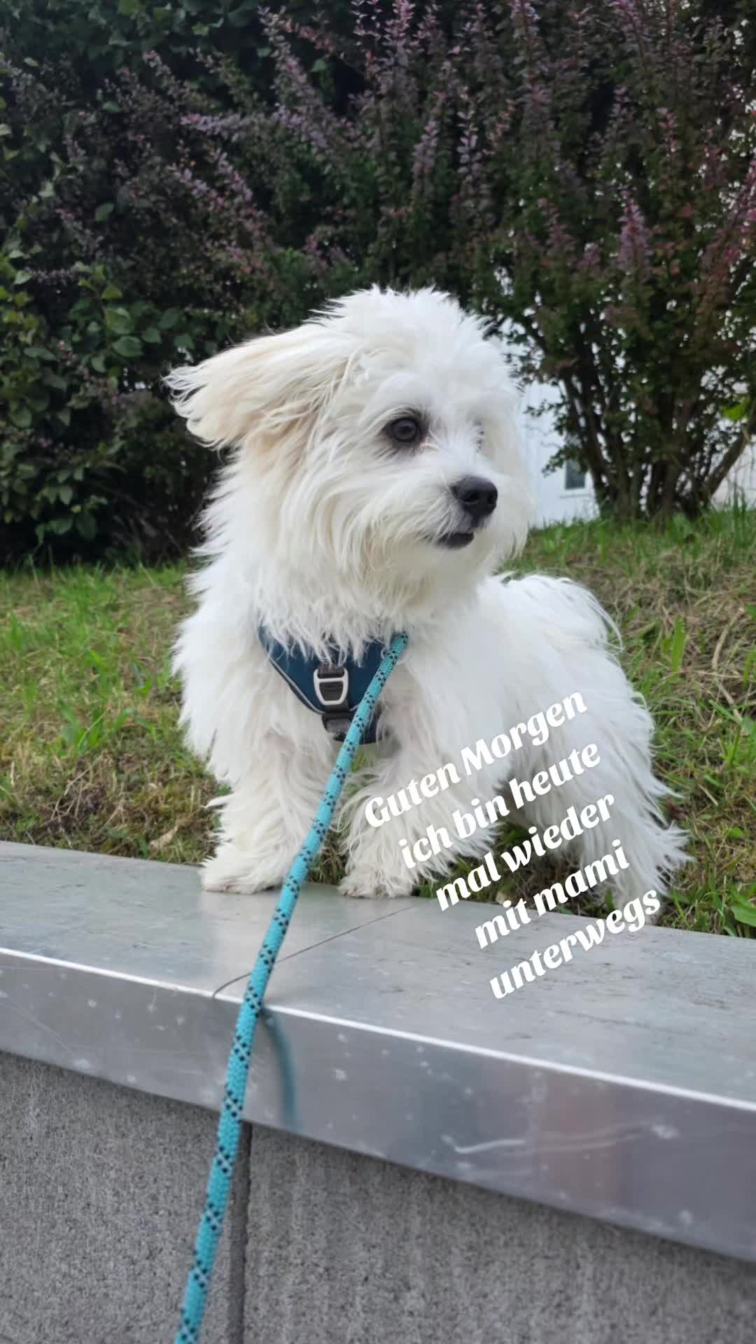 @Fl&ouml;ckchen