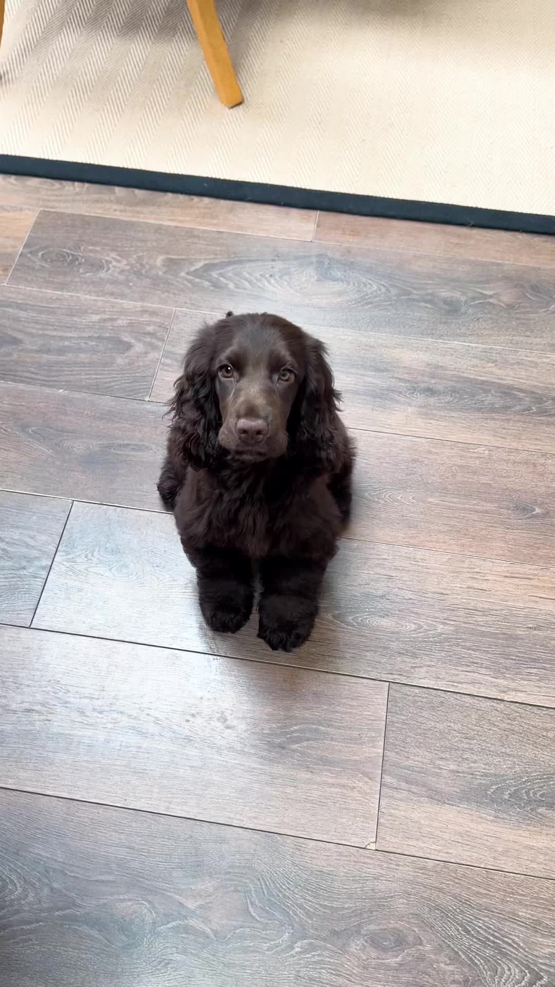 @Honey_The_Show_Cocker 🤎🐾🤎