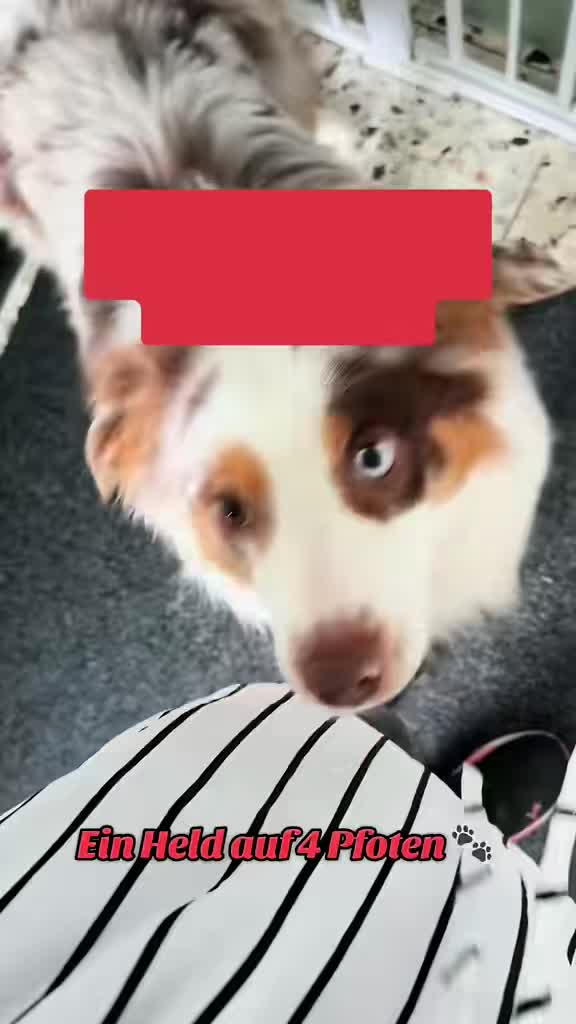 @Mylo_wird_zum_Assistenzhund