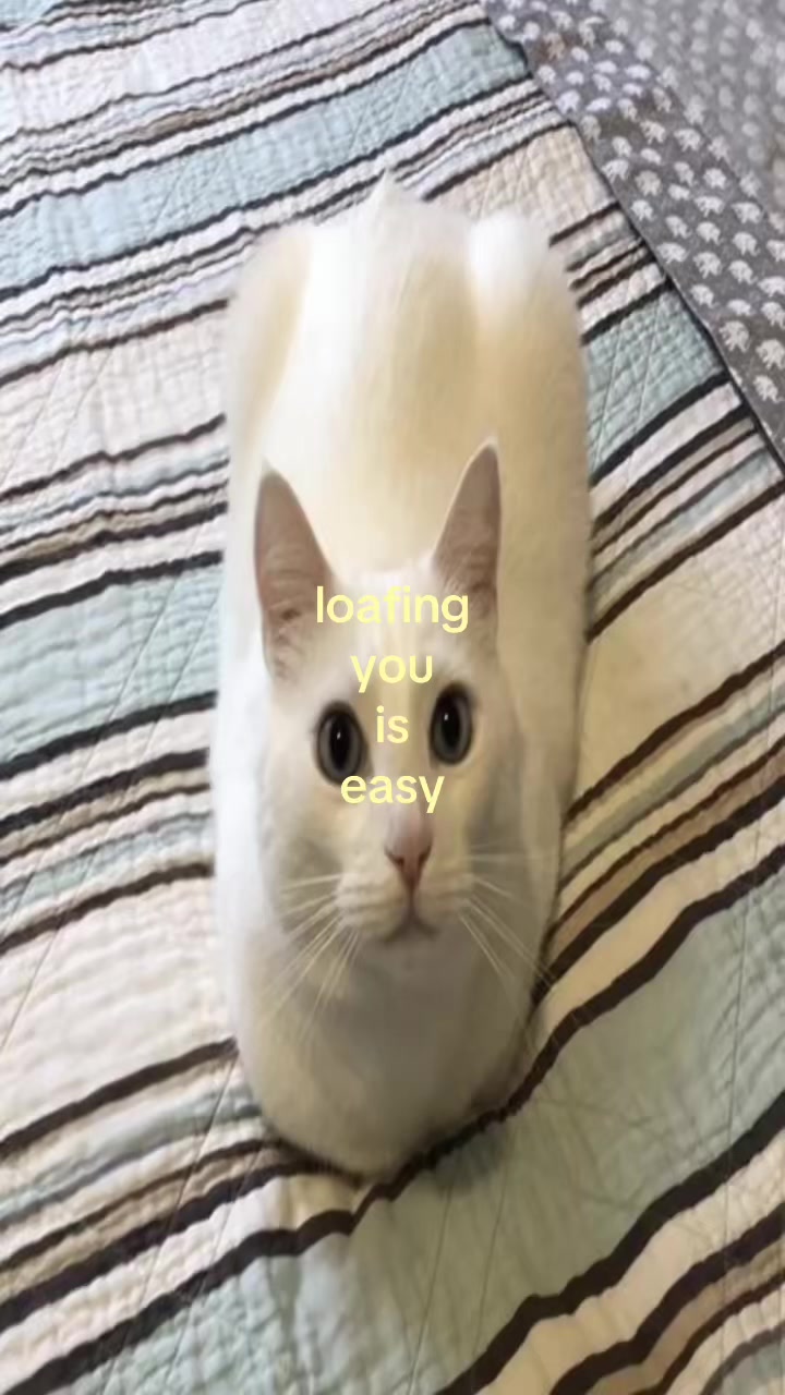 @^,..,^