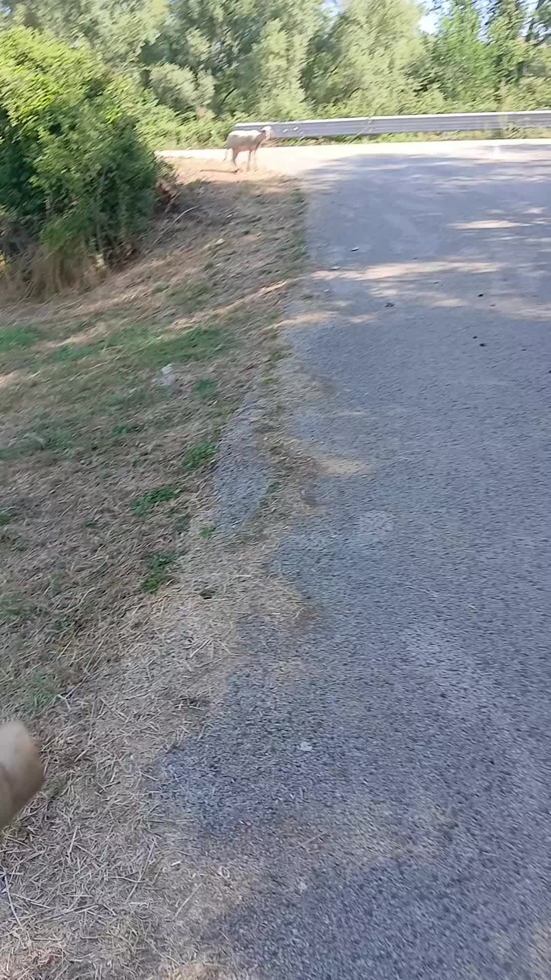 @Amato della vecchia